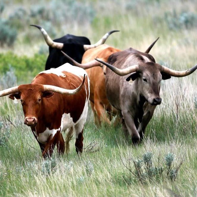 Agriculture officials confirm 25th case of cattle anthrax in North Dakota this year